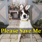 HFO v8SXkAAEArQ?format=png.png