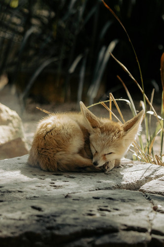 storme22k fennec fox 9846388 1920.jpg