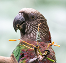 1909 image crop 150 150 250 400.png