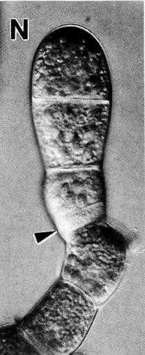 605 image crop 660 10 990 980.jpg