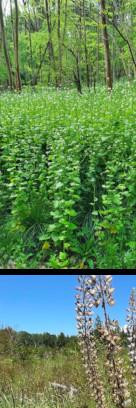 1075 image crop 0 500 500 750.jpg