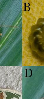 1076 image crop 0 333 500 666.jpg