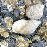 1886 image crop 300 300 800 800.png