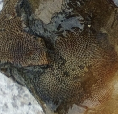 1888 image crop 100 100 900 900.png