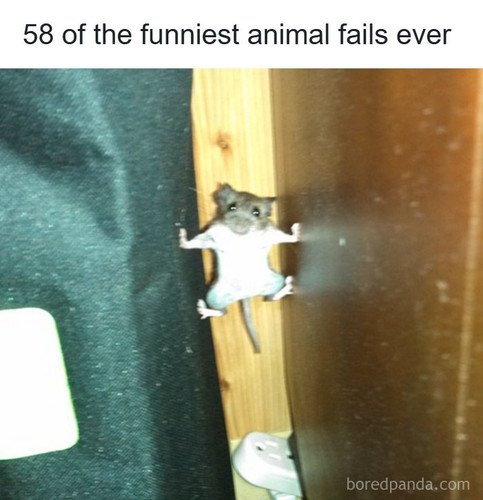 funny animal fails.jpg