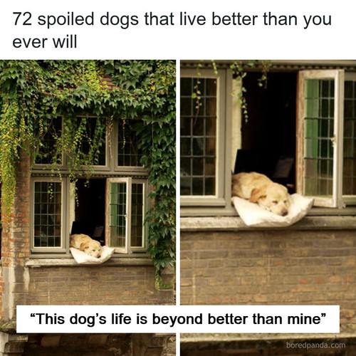 spoiled dogs that live better than you.jpg