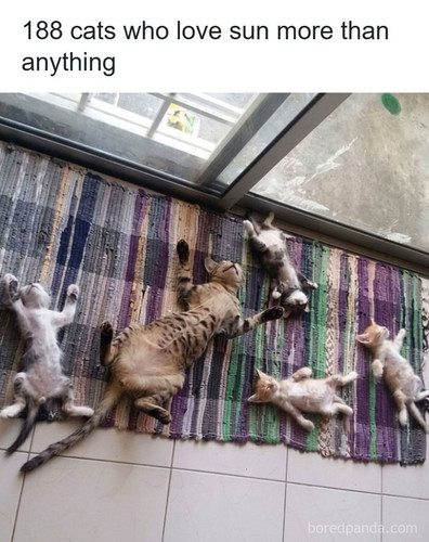 cats worshiping sun.jpg