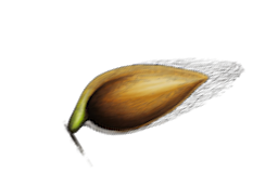 grass seed.png