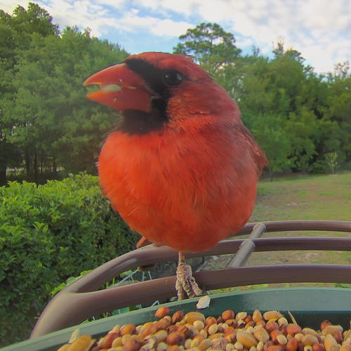 1776899720 front bird.jpg