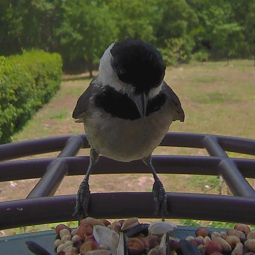 1776964443 front bird.jpg