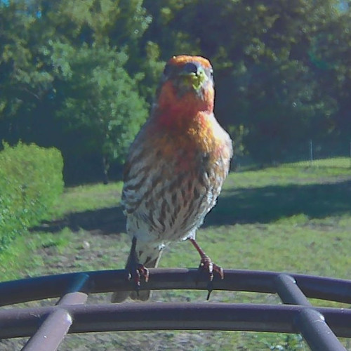1776949172 front bird.jpg