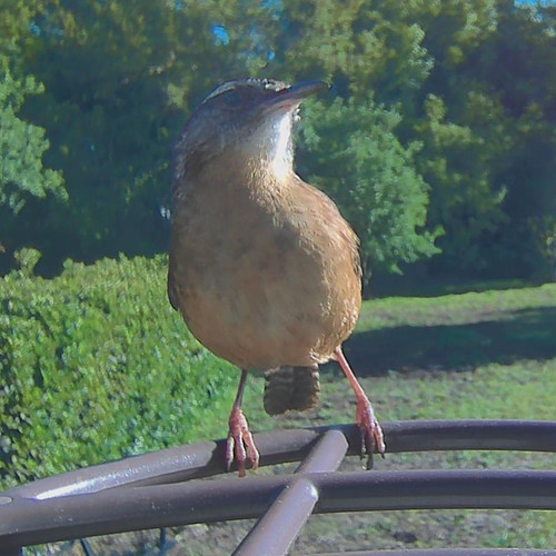 1776776084 front bird.jpg
