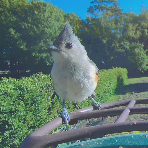 1776948247 front bird.jpg