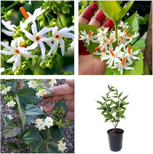 71okDPMGjtL. AC UF1000,1000 QL80 .jpg