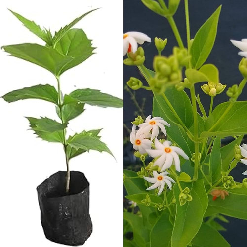 81CjZt8 HQL. AC UF1000,1000 QL80 .jpg