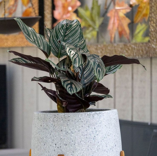 Calathea Ornata Pin Stripe 20cm Pot.jpg