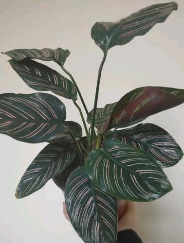 Pin Stripe Calathea.jpg