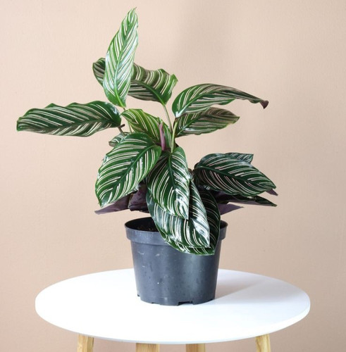 Medium Calathea Pinstripe.jpg