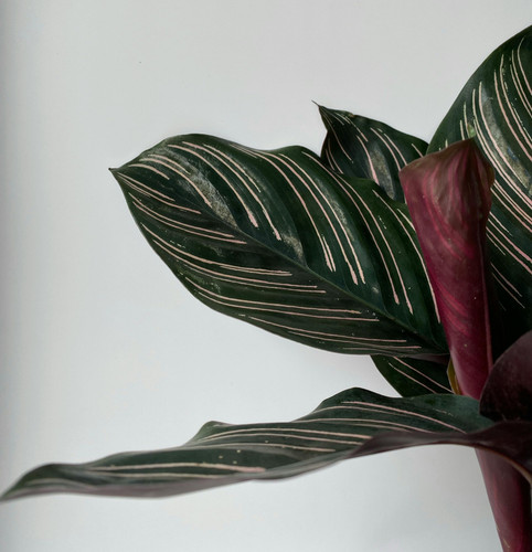 pexels 168783845 10958928.jpg