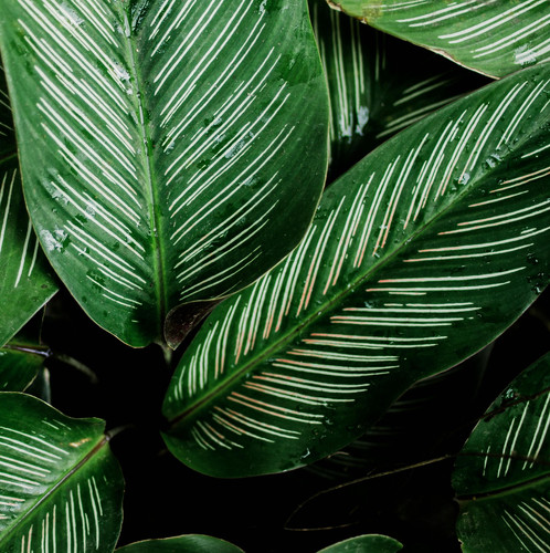 pexels ian panelo 3571563.jpg