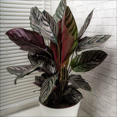 Yougarden Pin Stripe Calathea, Established Houseplant In 11Cm Pot, Calathea 'sanderiana' Indoor Plan.jpg