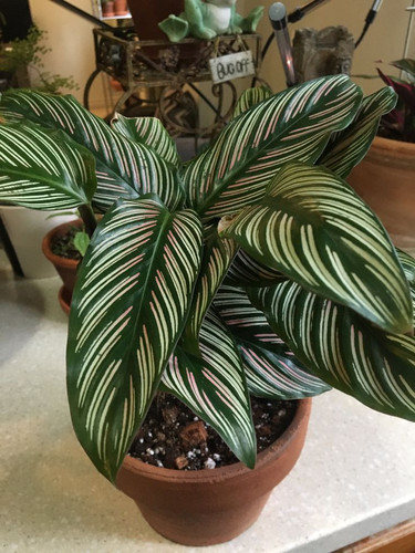 Calathea Pin Stripe.jpg