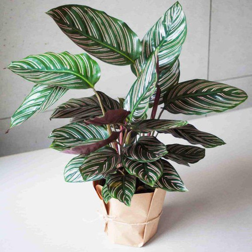 Pin Stripe Calathea in a 6 Pot.jpg