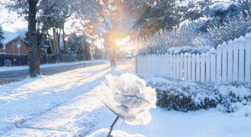 1000022436.gif