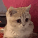 catNOD 4x.gif