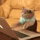 catChat 4x.gif