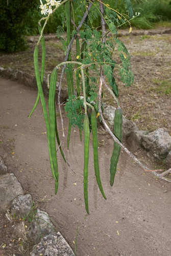 71+oKi41MIL. SL1297 .jpg