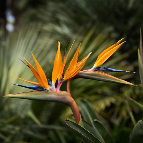 bird of paradise plant (1).jpg