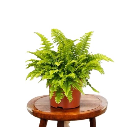 3 Boston Fern Photoroom.jpg
