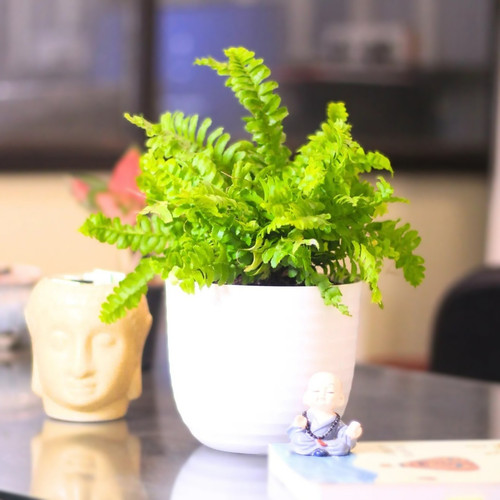 Boston Mini Fern Plant.jpg