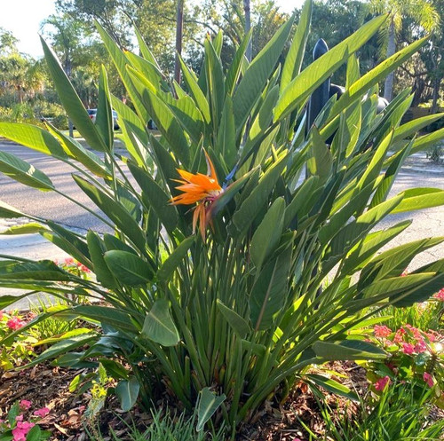 Hello Hello Plants Nursery melbourne victoria australia strelitzia reginae Bird of Paradise orange f.jpg