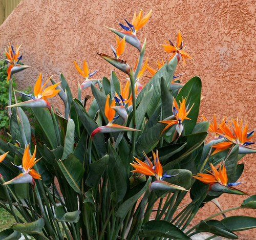 Bird of Paradise Flower.jpg