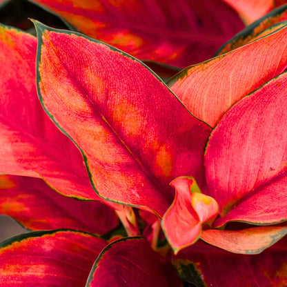 Aglaonema Thailand Red 5.jpg