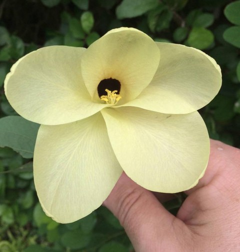 annual no no kanchan plant002 1 plastic bag sk group original imaggxfjpsmdpe7g.jpg