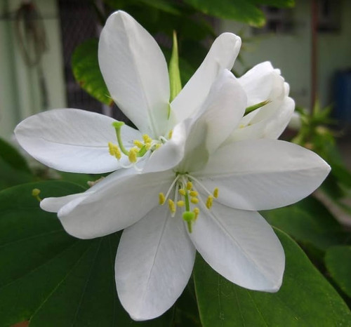 51kaJ GnhHL. AC UF1000,1000 QL80 .jpg