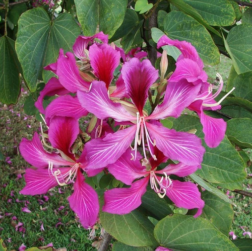 no perennial yes kanchan flower purple plant 1 oxygreenplant original imagfmgaysrbcqnd.jpg