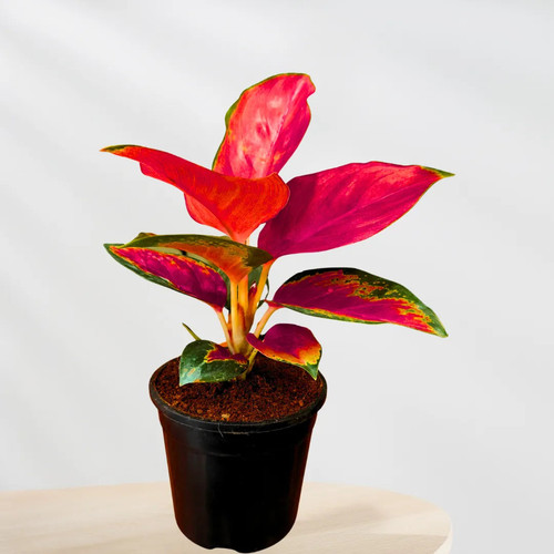 Aglaonema Thailand Red.jpg