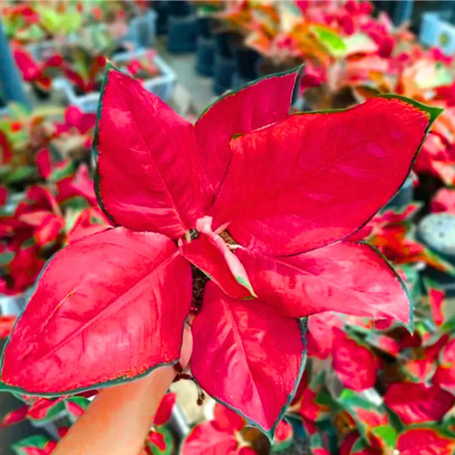 Aglaonema Thailand Red 1.jpg