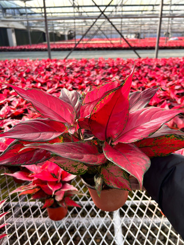 Beautiful Aglaonema Red Valentine Green Live Plant Indoor Plant Flowers China Red.jpg