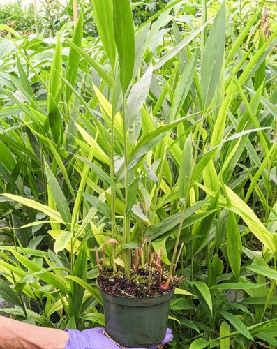 no perennial yes elaichi cardamo.jpg