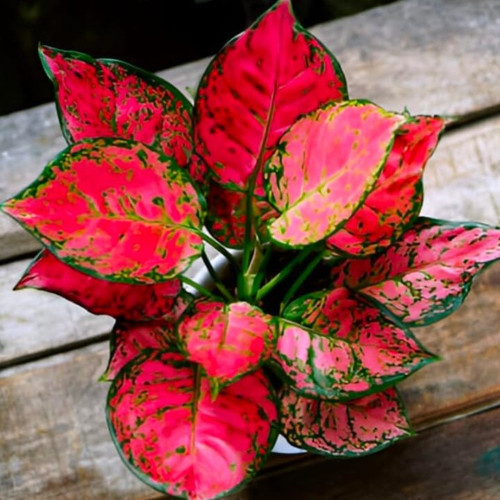 f5e0e6c2 78c0 4829 8e0c 76dc78860256.jpg