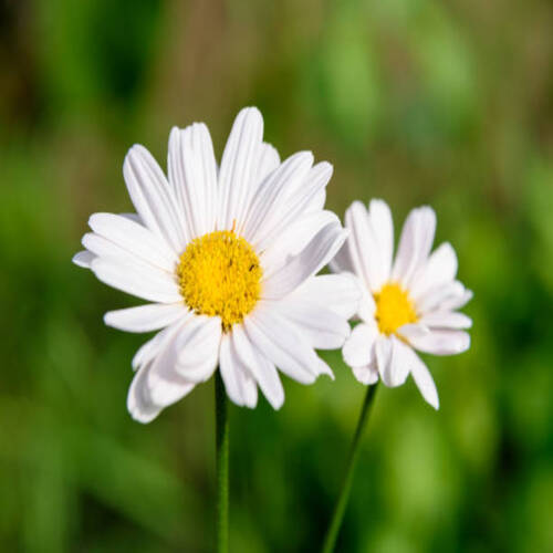 Pyrethrum flower on green background.jpg