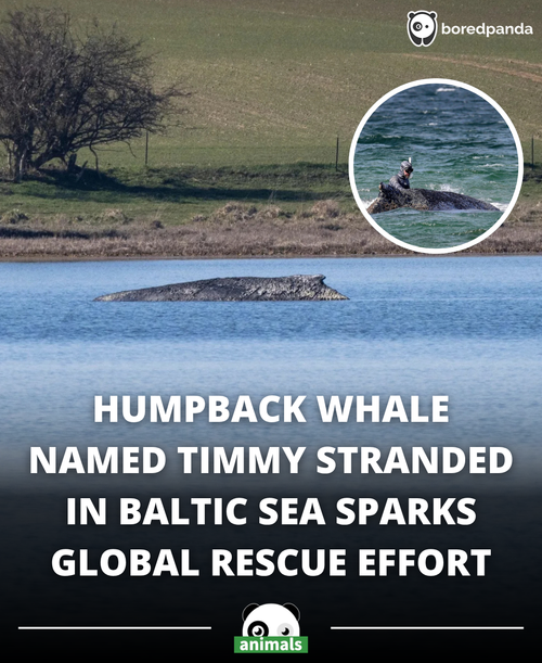 507. Stranded Whale ‘Timmy’ Sparks Global Debate as Dramatic Rescue Takes Shape in Baltic Sea.png