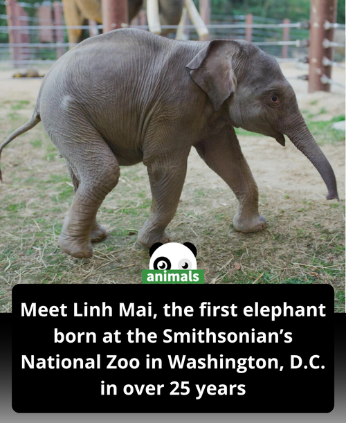 505. Lihn Mai, a two month old baby Asian elephant, has made her official debut at the National Zoo .png