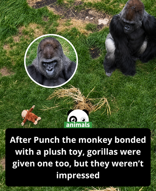 525. Caretakers gave gorillas a primate plushie at the San Antonio Zoo after being inspired by Japan.png
