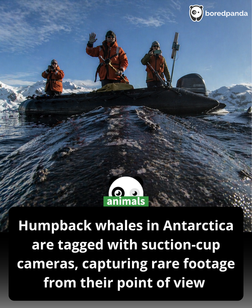 527. “Chasing Whales” is the latest film from the L.A. Times Short Docs series. It follows a team of.png